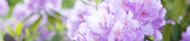 Gartenbau breuer Leistungen