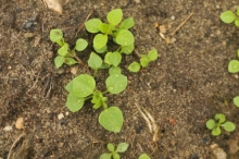 Vogelmiere fotolia.com CORNELIA SCHROETER