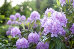 Schlosspark Willigrad: Rhododendronblüte 